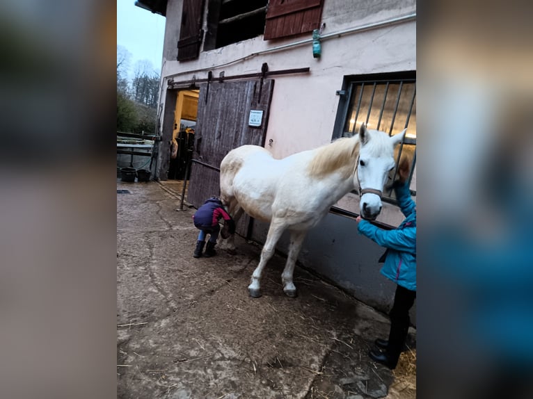 Connemara Mix Giumenta 16 Anni 144 cm Grigio in Engelskirchen