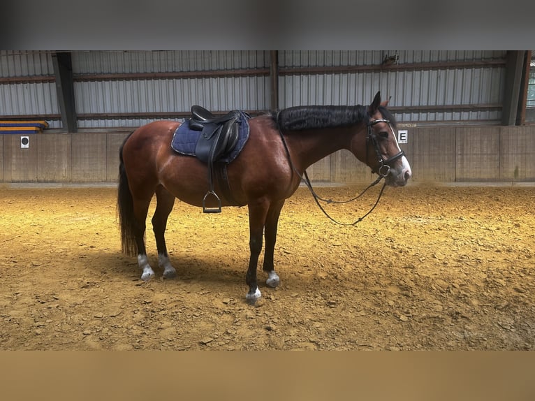 Connemara Giumenta 16 Anni 146 cm Baio ciliegia in Emsdetten