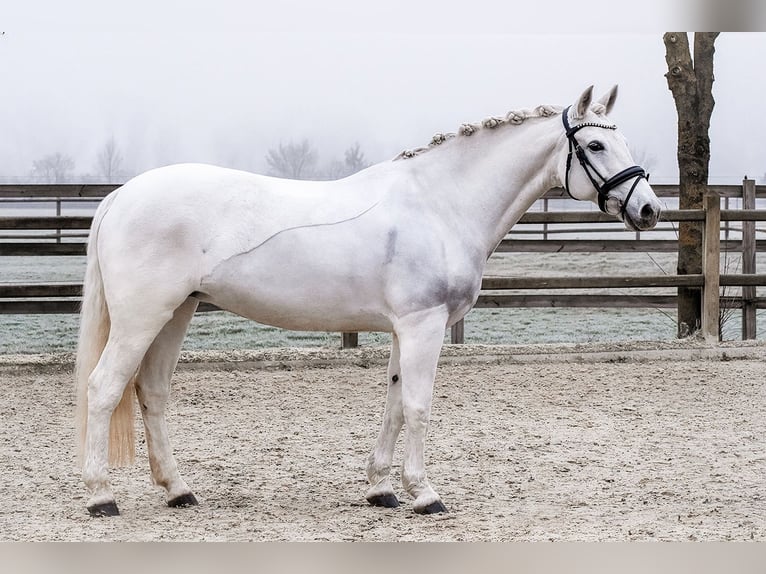Connemara Giumenta 16 Anni 153 cm Grigio in Riedstadt