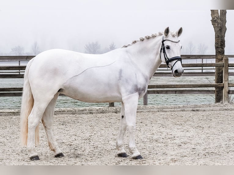 Connemara Giumenta 16 Anni 153 cm Grigio in Riedstadt