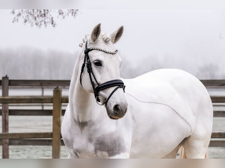 Connemara Giumenta 16 Anni 153 cm Grigio in Riedstadt