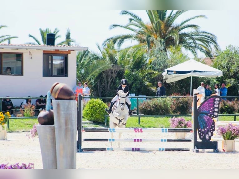 Connemara Giumenta 17 Anni 138 cm Grigio in Polignano A Mare