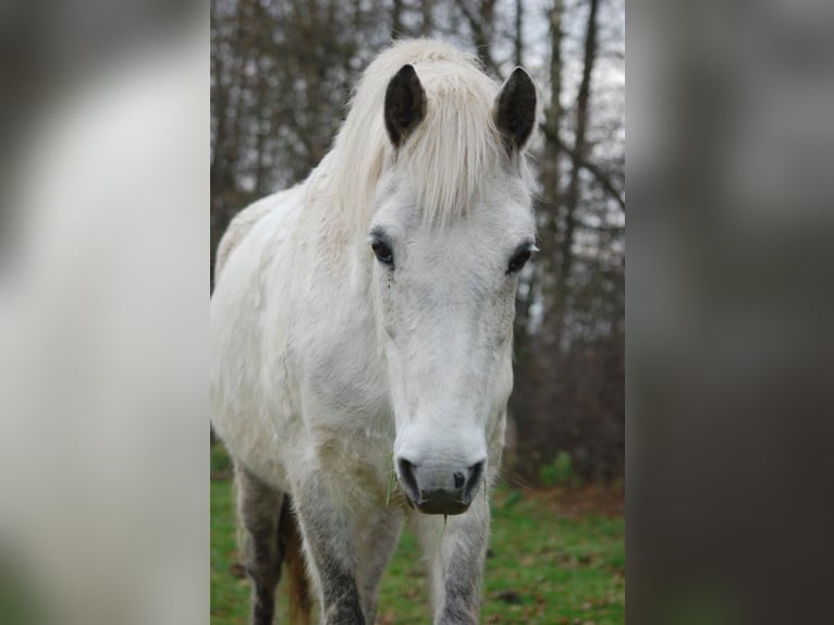 Connemara Giumenta 17 Anni 144 cm Grigio in Metelen