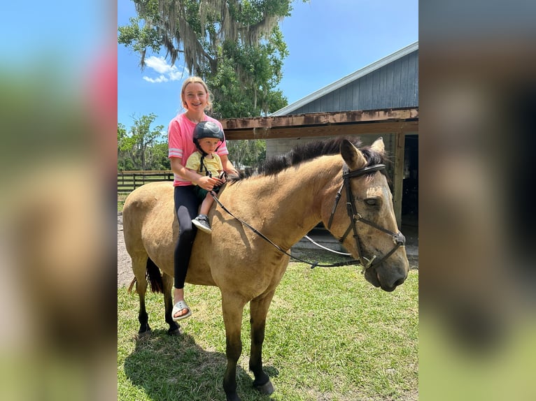Connemara Giumenta 17 Anni 146 cm Falbo in Gainesville