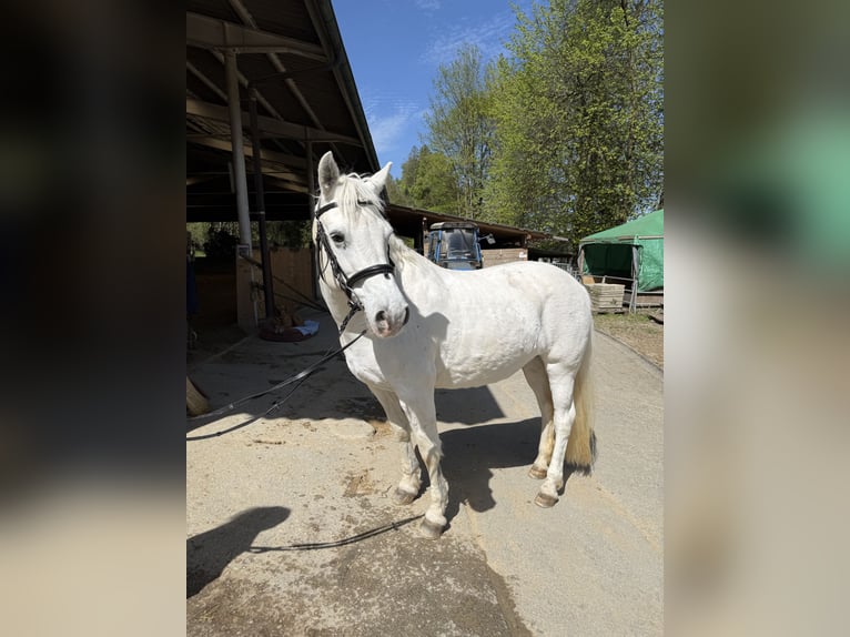 Connemara Giumenta 18 Anni Grigio in Gontenschwil