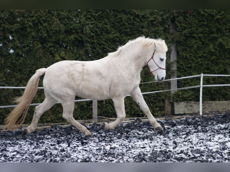 Connemara Giumenta 18 Anni Grigio in Widen