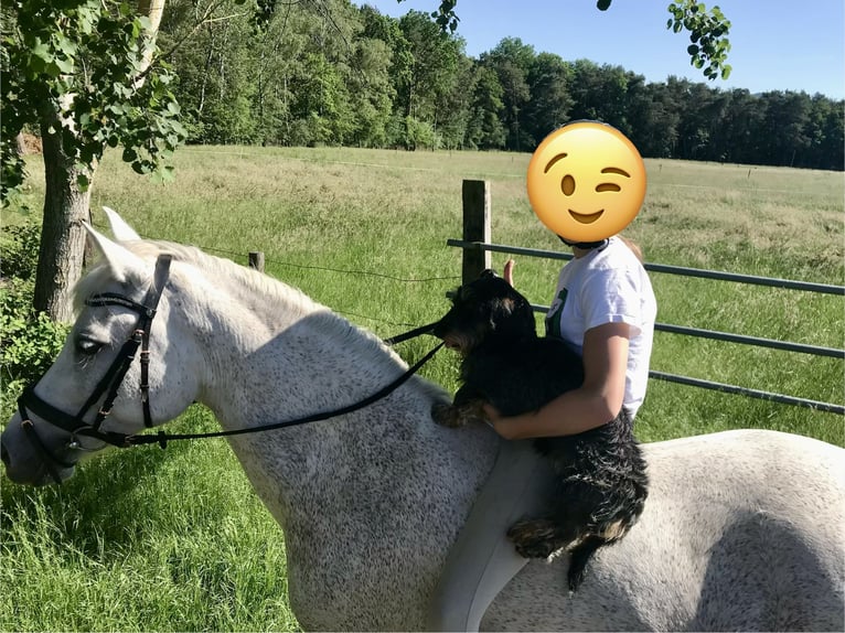 Connemara Giumenta 19 Anni 143 cm Grigio in Battenberg (Pfalz)