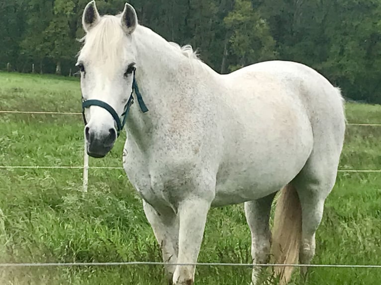 Connemara Giumenta 19 Anni 143 cm Grigio in Battenberg (Pfalz)