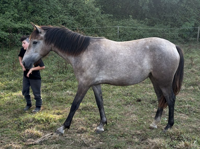 Connemara Giumenta 1 Anno 140 cm Grigio in Bonnut