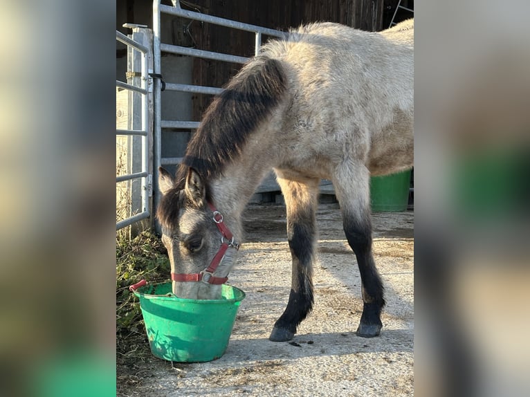 Connemara Giumenta 1 Anno 145 cm Pelle di daino in Bangerten