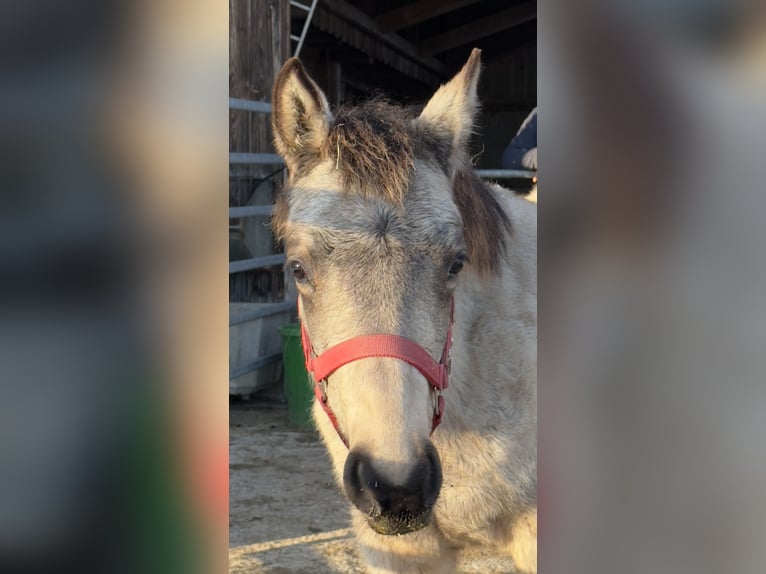 Connemara Giumenta 1 Anno 145 cm Pelle di daino in Bangerten