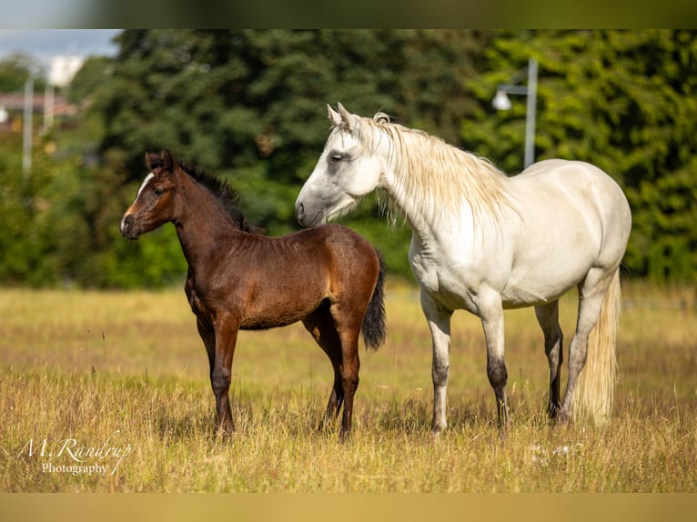 Connemara Giumenta 1 Anno 146 cm Grigio in Fjenneslev