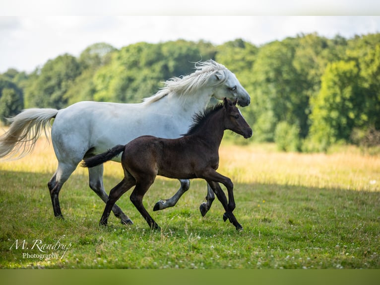 Connemara Giumenta 1 Anno 146 cm Grigio in Fjenneslev