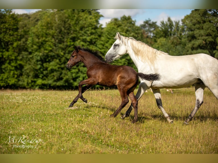 Connemara Giumenta 1 Anno 146 cm Grigio in Fjenneslev