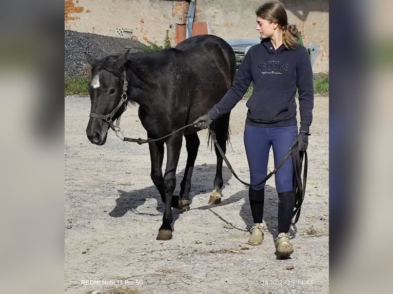 Connemara Mix Giumenta 1 Anno 150 cm Morello in Buchen (Odenwald)