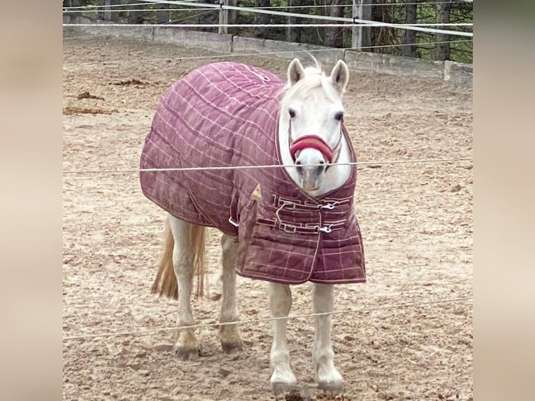 Connemara Giumenta 20 Anni 141 cm Grigio in Meinisberg