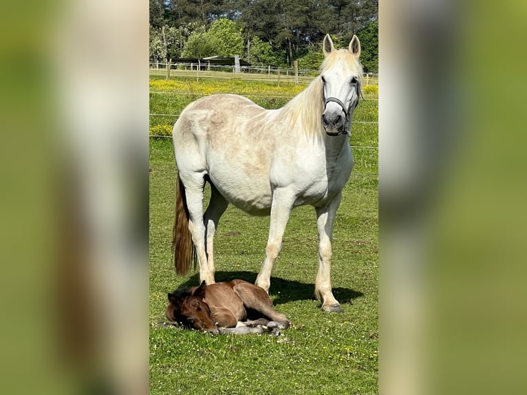 Connemara Giumenta 20 Anni 144 cm Grigio in Bonnut
