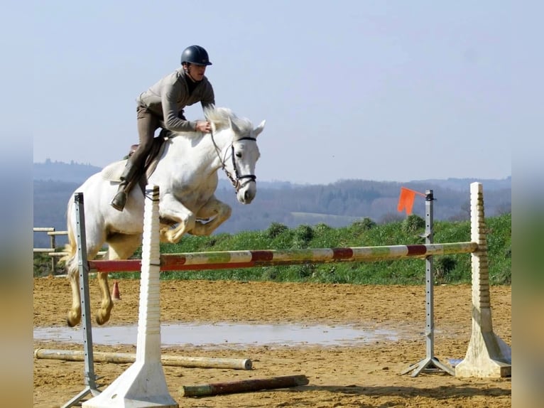 Connemara Giumenta 20 Anni 144 cm Grigio in Bonnut