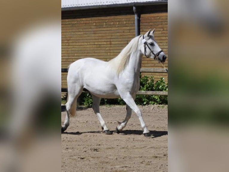 Connemara Giumenta 20 Anni 144 cm Grigio in Bonnut