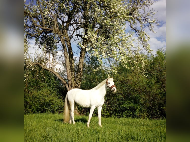 Connemara Giumenta 29 Anni 140 cm Grigio in Zweibrücken