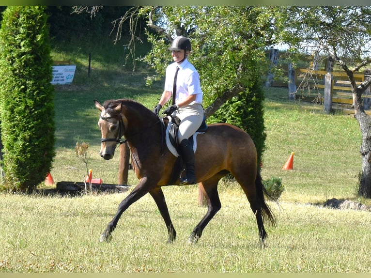 Connemara Giumenta 2 Anni 140 cm Falbo in Straskov 32