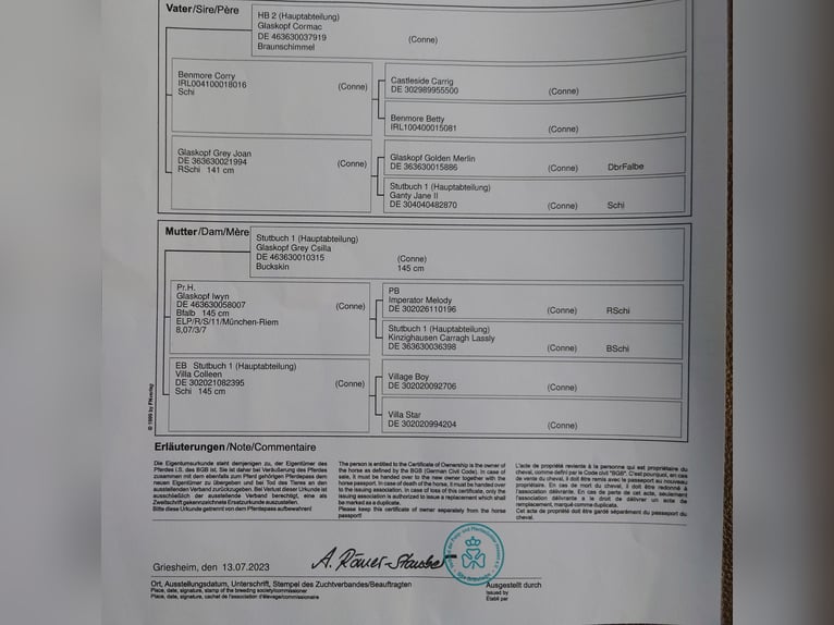 Connemara Giumenta 2 Anni 148 cm Grigio in Nienborstel