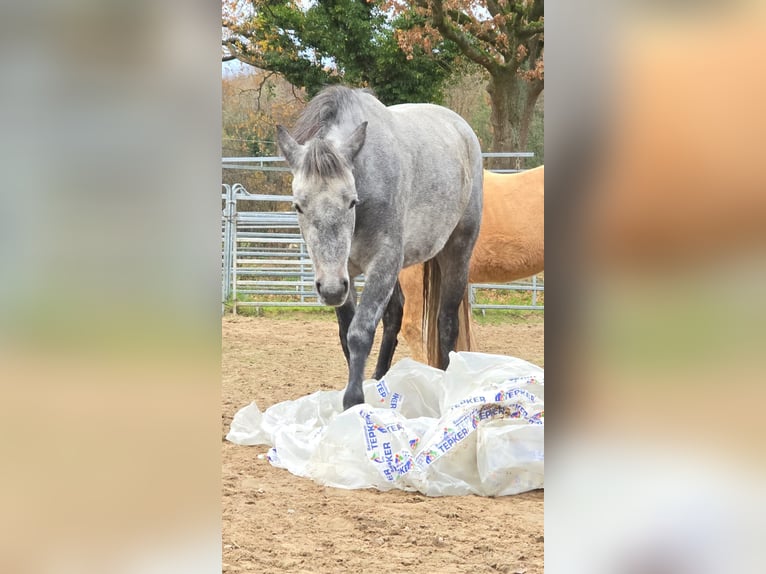 Connemara Giumenta 2 Anni 148 cm Grigio in Nienborstel