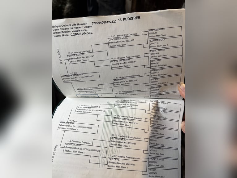 Connemara Giumenta 2 Anni 150 cm Baio in Zwartewaal
