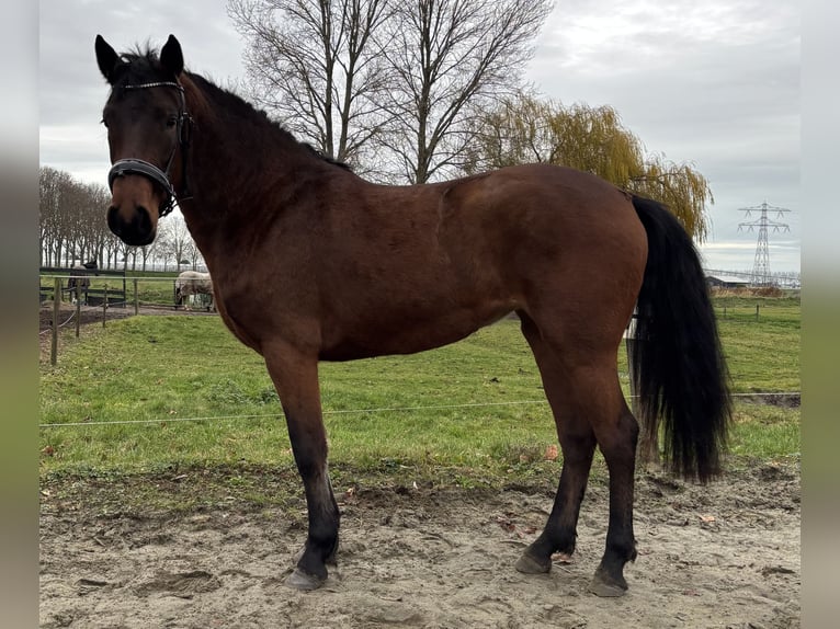 Connemara Giumenta 2 Anni 150 cm Baio in Zwartewaal