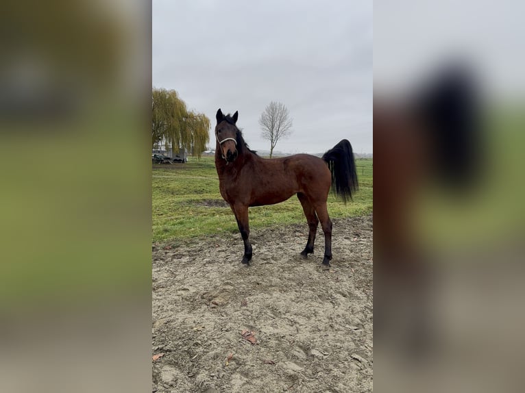 Connemara Giumenta 2 Anni 151 cm Baio in Zwartewaal