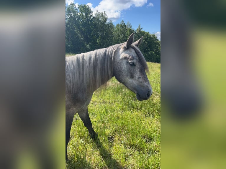 Connemara Giumenta 2 Anni Bianco in Vänersborg