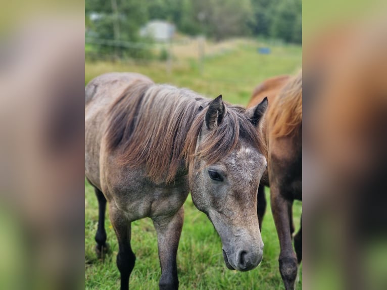 Connemara Giumenta 2 Anni Bianco in Vänersborg