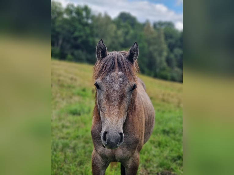 Connemara Giumenta 2 Anni Bianco in Vänersborg