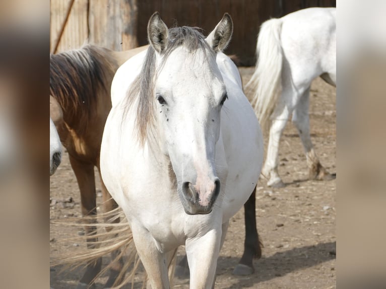 Connemara Giumenta 2 Anni Pelle di daino in Niederdorf