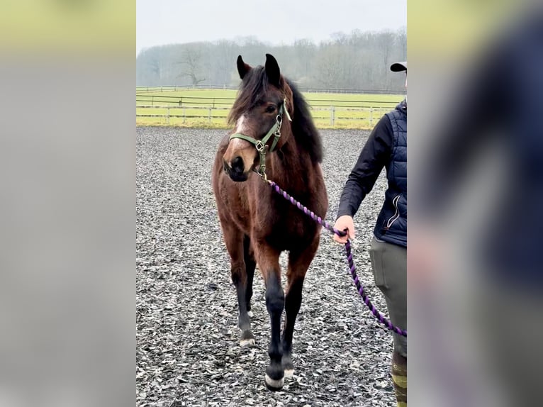 Connemara Giumenta 3 Anni 140 cm Baio in OsdorfOsdorf
