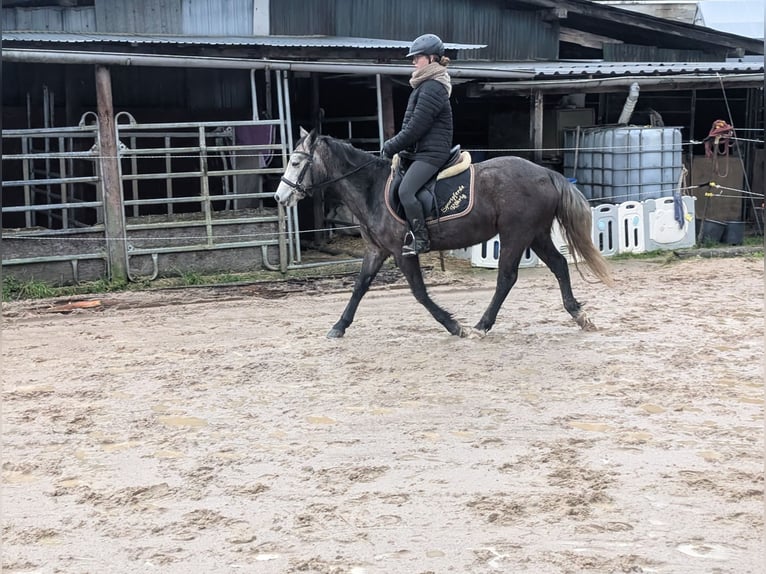 Connemara Giumenta 3 Anni 140 cm Leardo in Morsbach