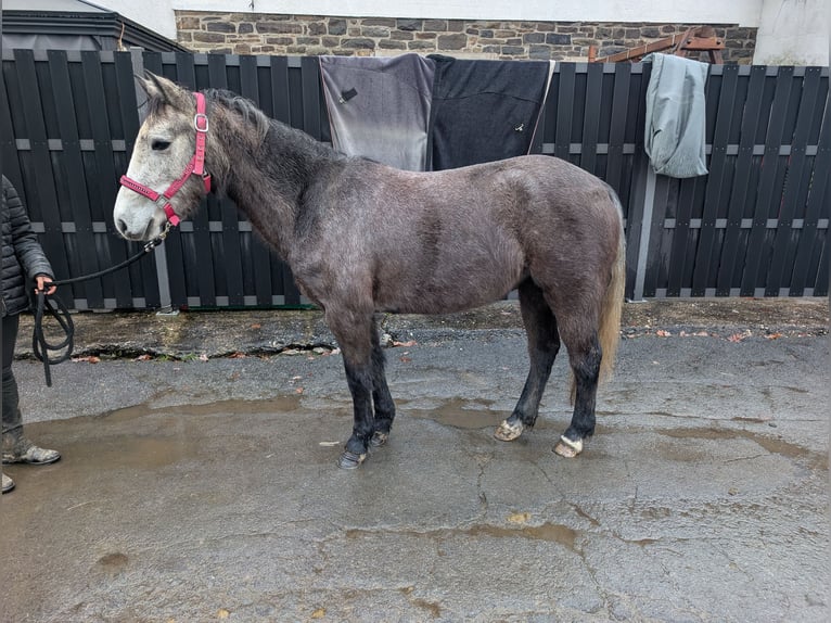 Connemara Giumenta 3 Anni 140 cm Leardo in Morsbach