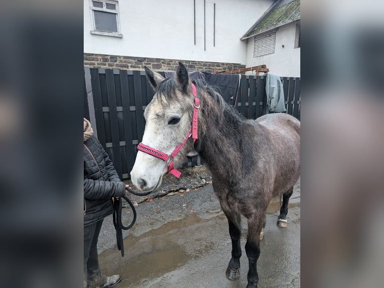 Connemara Giumenta 3 Anni 140 cm Leardo in Morsbach