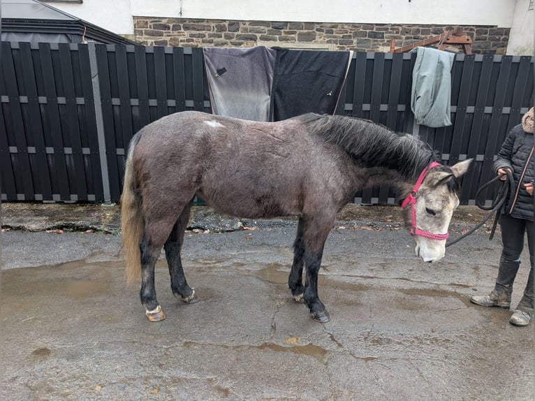 Connemara Giumenta 3 Anni 140 cm Leardo in Morsbach
