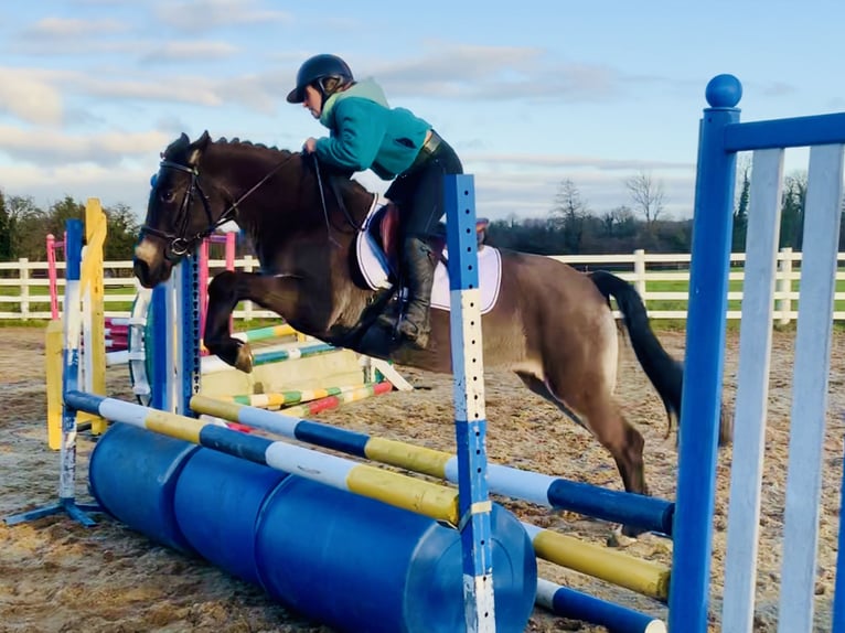 Connemara Giumenta 3 Anni 142 cm Falbo in Mountrath