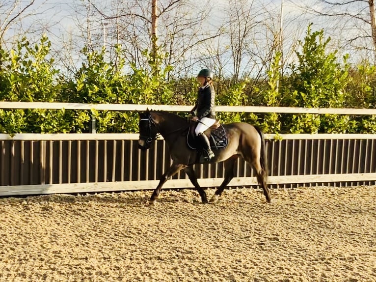 Connemara Giumenta 3 Anni 142 cm Falbo in Mountrath