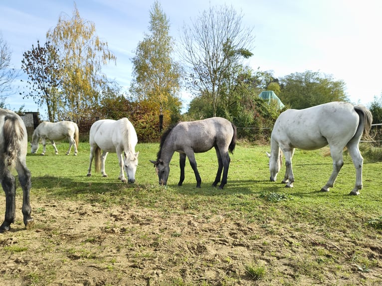 Connemara Giumenta 3 Anni 142 cm Grigio in Straskov
