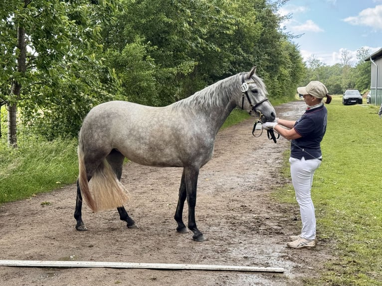 Connemara Giumenta 3 Anni 144 cm Grigio pezzato in Osdorf