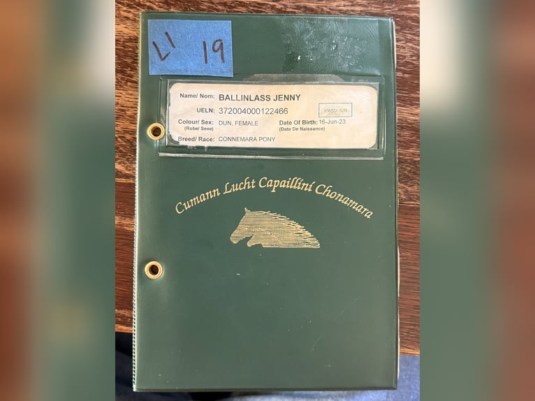 Connemara Giumenta 3 Anni 144 cm Pelle di daino in Zieuwent