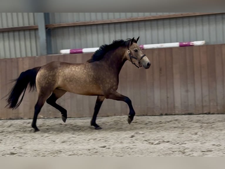 Connemara Giumenta 3 Anni 144 cm Pelle di daino in Zieuwent