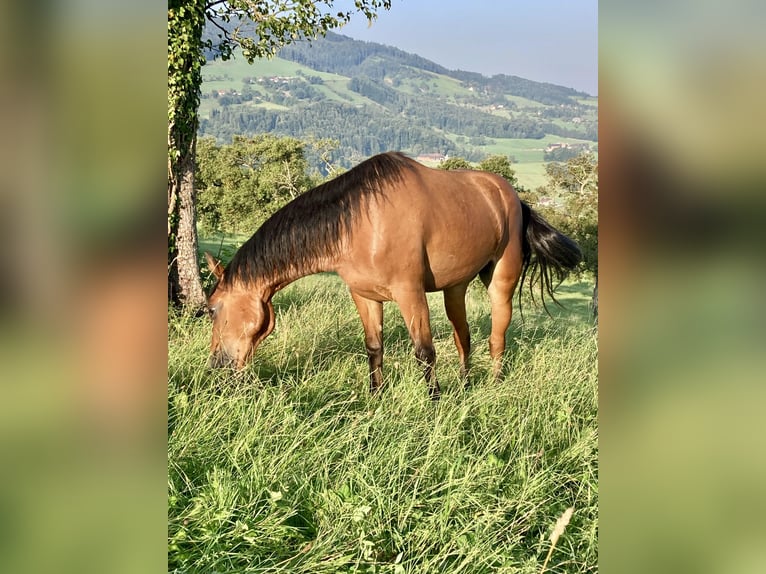 Connemara Giumenta 3 Anni 145 cm Baio in Behamberg