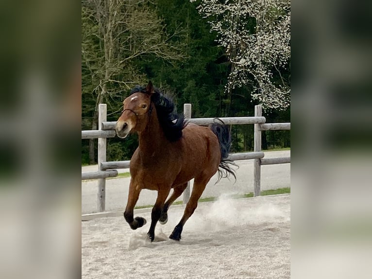 Connemara Giumenta 3 Anni 145 cm Baio in Behamberg