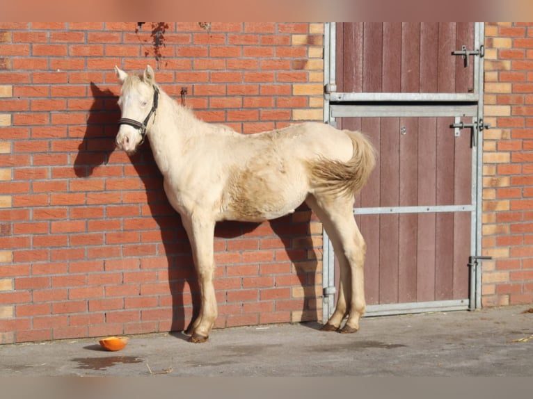 Connemara Giumenta 3 Anni 147 cm Cremello in Lisberg