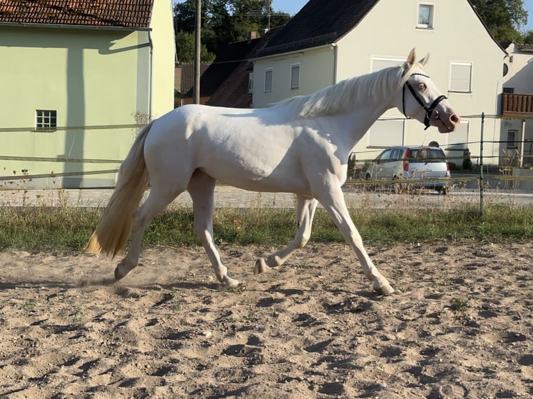 Connemara Giumenta 3 Anni 147 cm Cremello in Lisberg