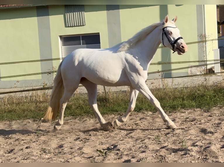 Connemara Giumenta 3 Anni 147 cm Cremello in Lisberg